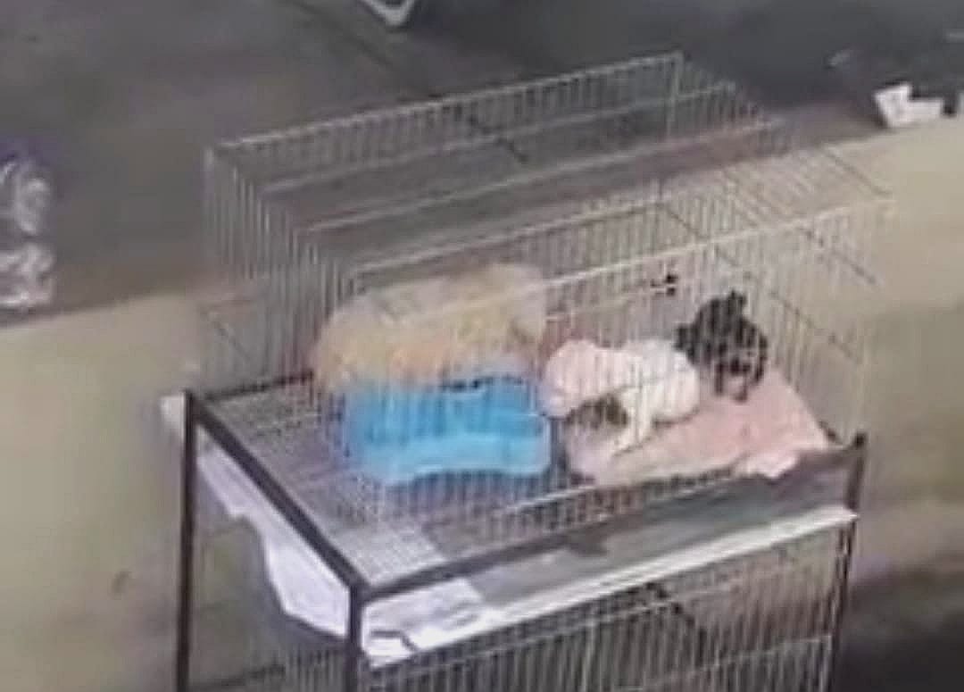 Denuncian caso de maltrato animal en el barrio Brisas de Vasconia en Ibagué