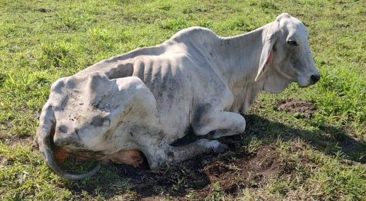 Denuncian presunto caso de maltrato animal en Mariquita