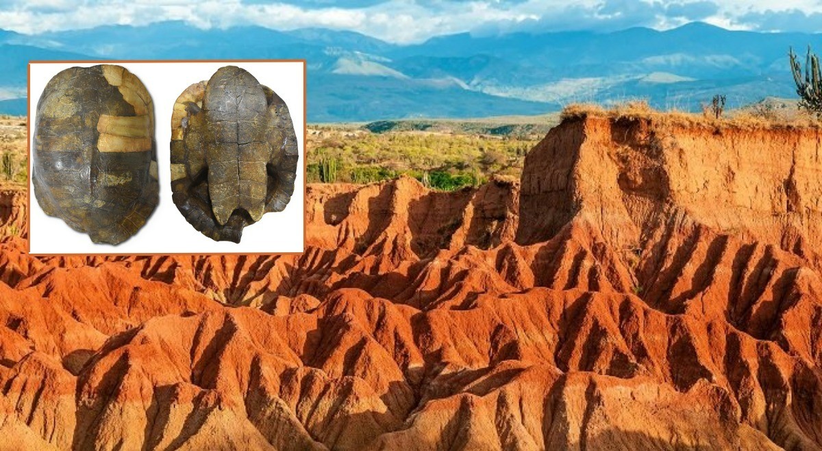 Descubren en La Tatacoa, el fósil más antiguo de tortugas acuáticas nativas