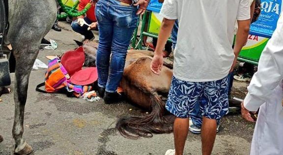 Desplome de un caballo en cabalgata de El Espinal desató indignación en el país