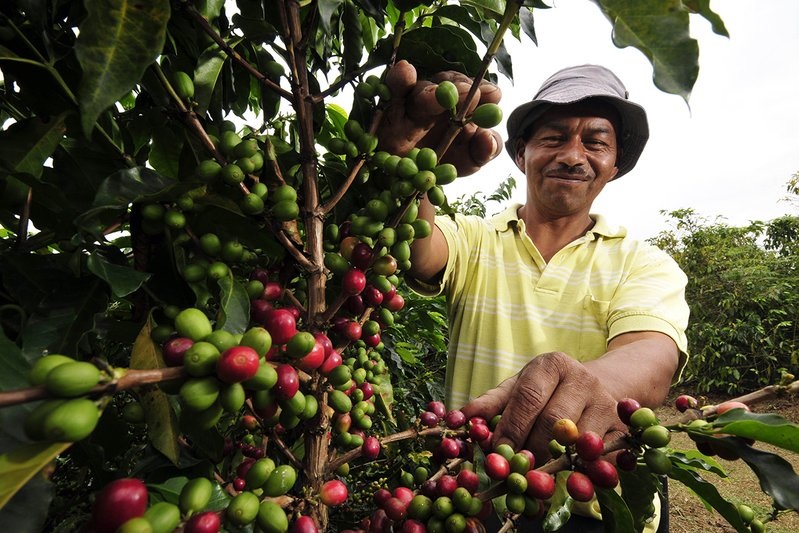 25 caficultores del Tolima estarán en la Specialty Coffee Expo en Estados Unidos