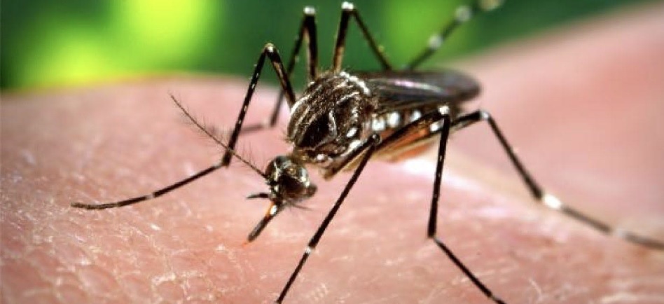 Más de 14 mil casos de dengue en el Tolima