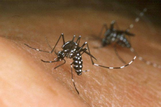 Ibagué, segunda ciudad de Colombia con más casos de dengue