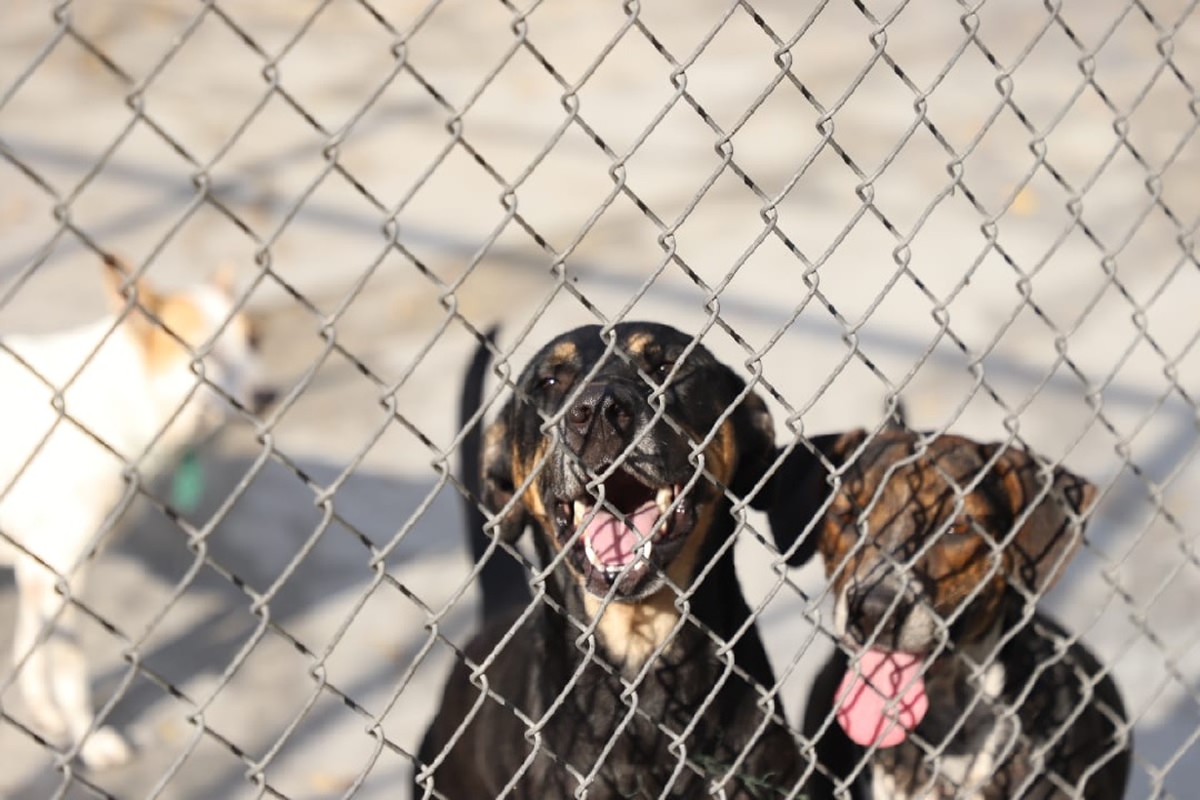 Alcaldía de Ibagué y ONGs animalistas trabajarán para prevenir maltrato animal