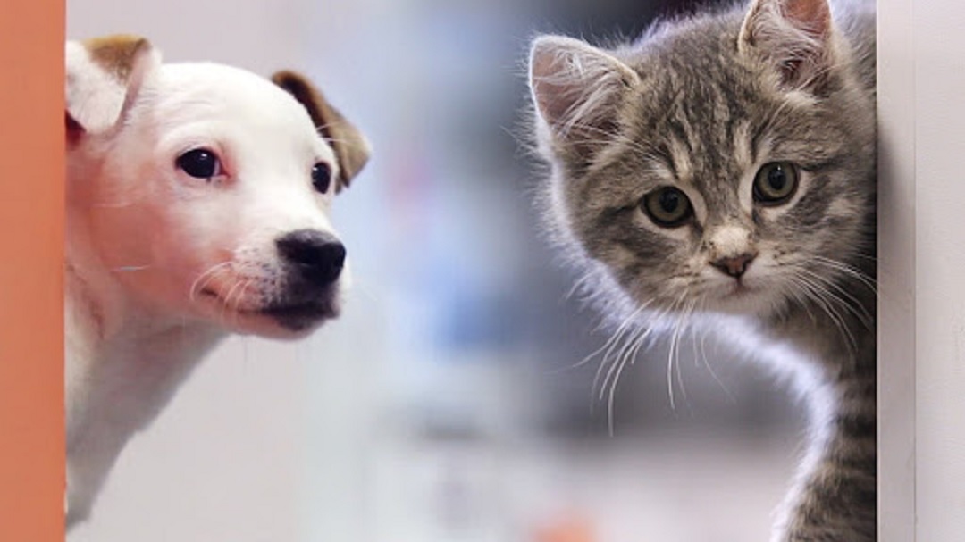 Aproveche las jornadas gratuitas de esterilización a caninos y felinos