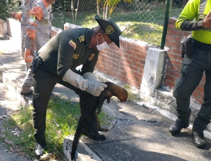 Rescatan a un perro de monte que fue arrollado por un carro en Armero Guayabal