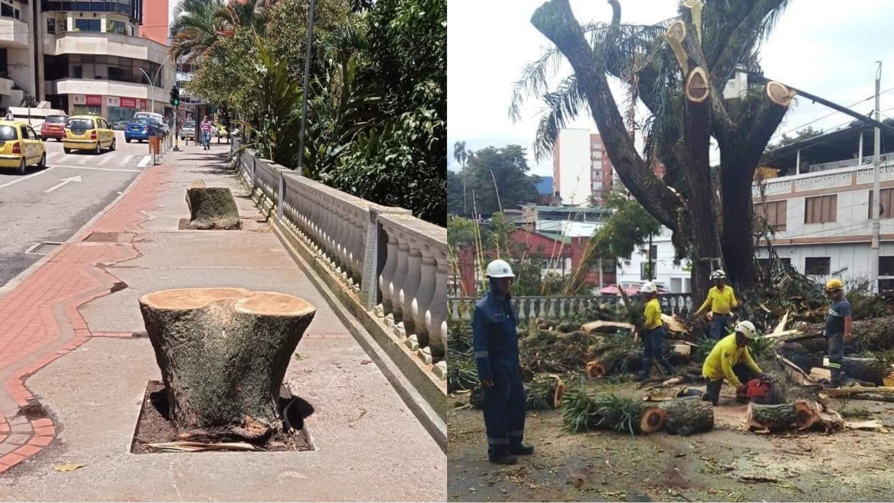 Caso de árboles talados evidencia negligencia de la Alcaldía de Ibagué