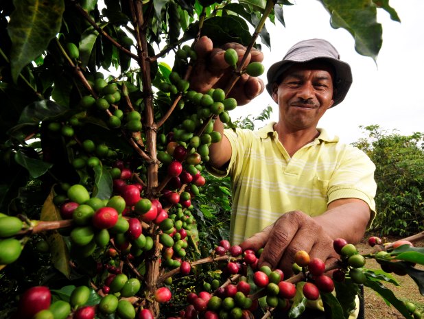 Buenas perspectivas para la economía cafetera en el 2022