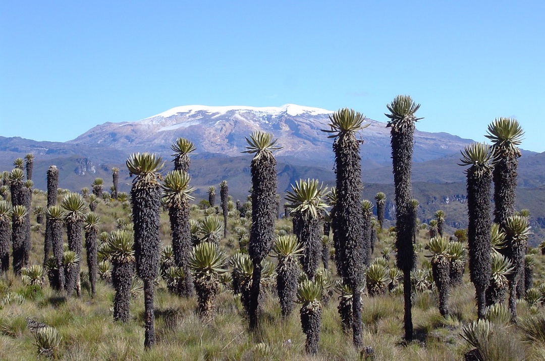 En Murillo se sembrarán 1.000 frailejones