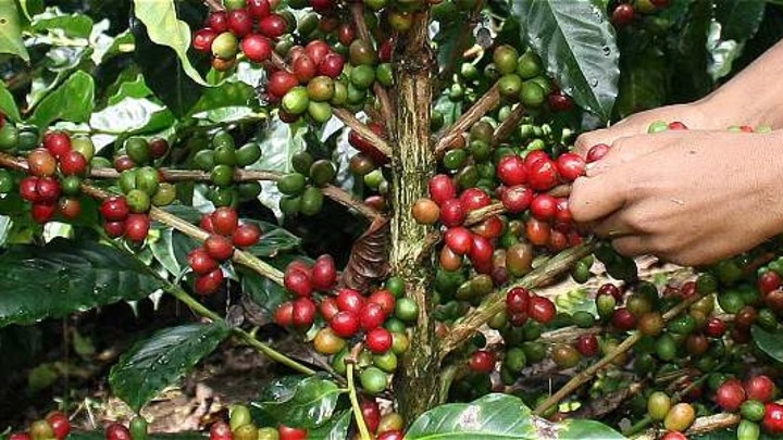 En Planadas, la cosecha cafetera la recolectan los habitantes del municipio