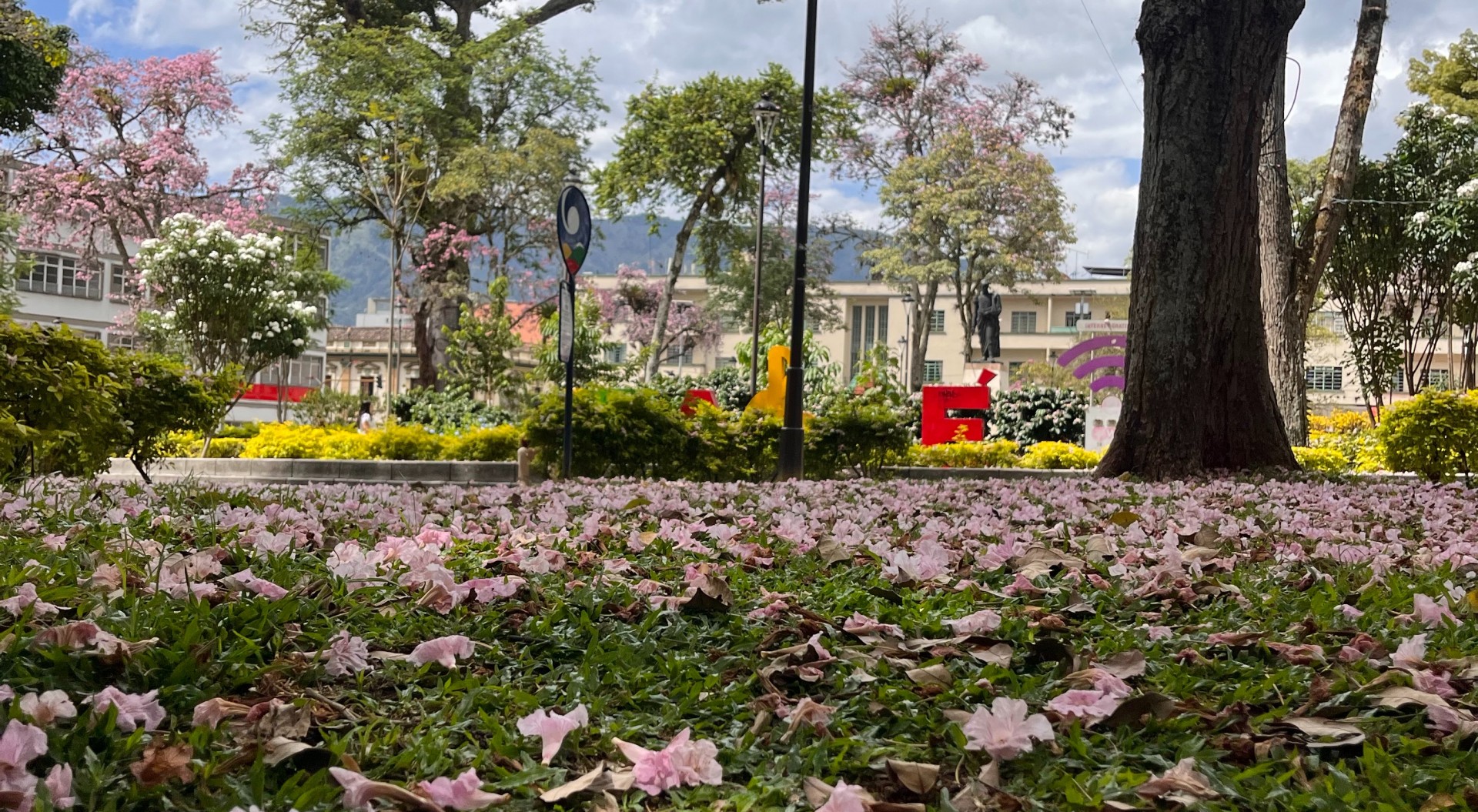 El adiós a los tapetes de rosa carmesí de Ibagué