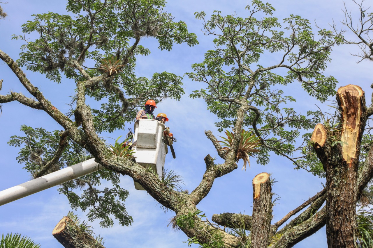 El arboricidio del alcalde ausente y de Cortolima