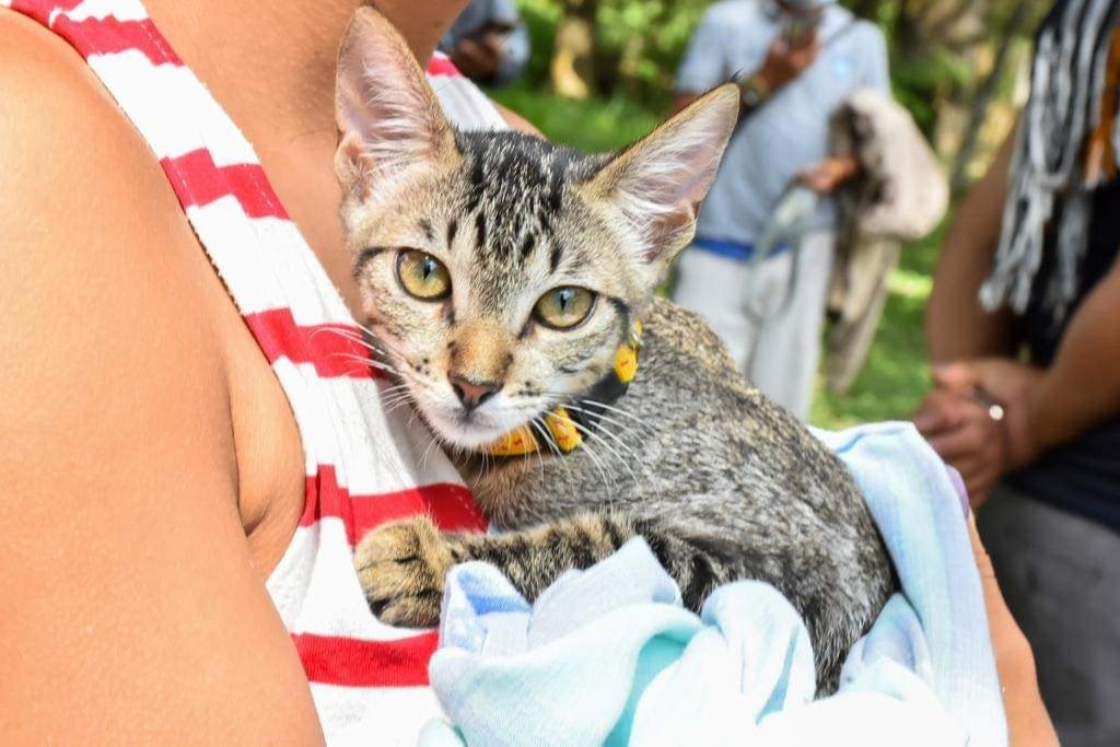 Gobernación ratifica su compromiso con las mascotas del Tolima