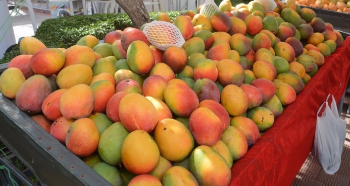 El mango a un paso de ingresar al mercado de Estados Unidos