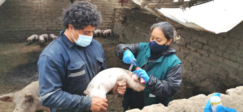 El Tolima libre de peste porcina