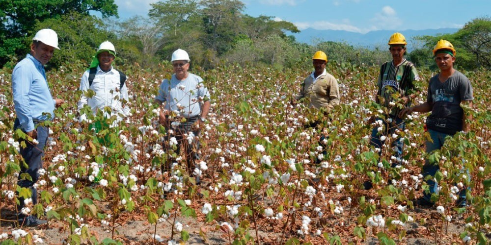 El Tolima y su papel fundamental para volver a la bonanza del ‘oro blanco’ en Colombia