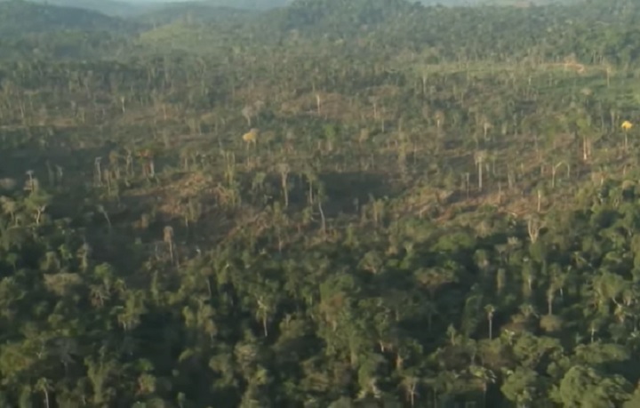 El Amazonas, de selva a sabana