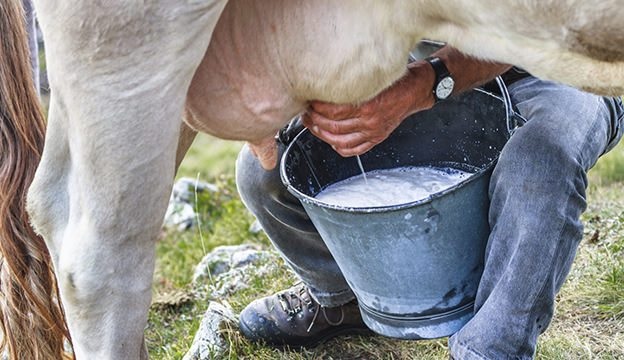Gobierno del Tolima busca apoyo para el sector lechero