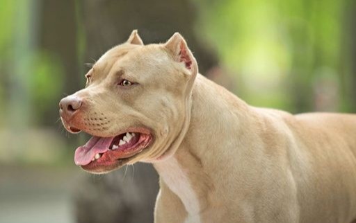 Es maltrato mutilar a los animales por estética