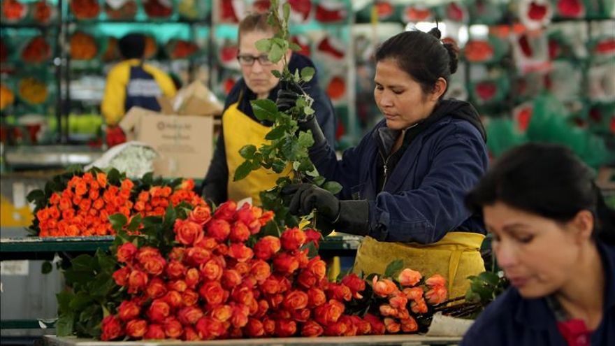 Escasez de flores en Ibagué y alta demanda del producto