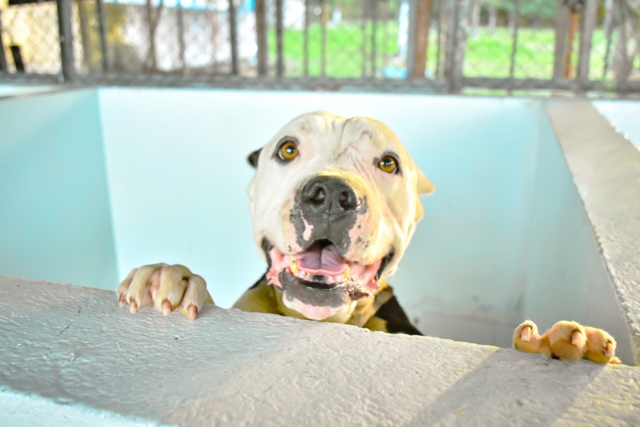 Este miércoles habrá jornada de adopción de perros, gatos y caballos en Ibagué