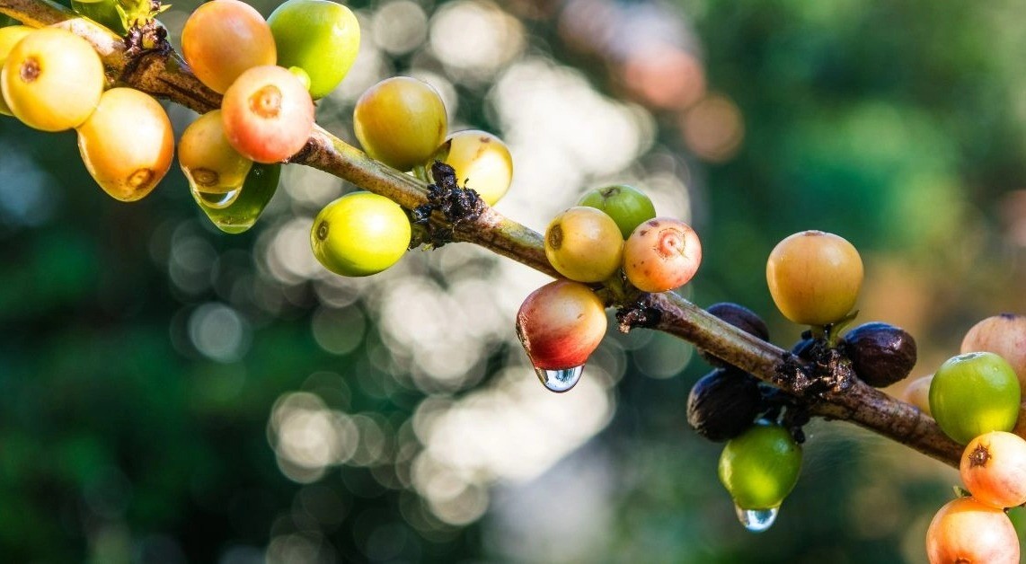 Exceso de lluvias afectó producción de café en lo corrido del año