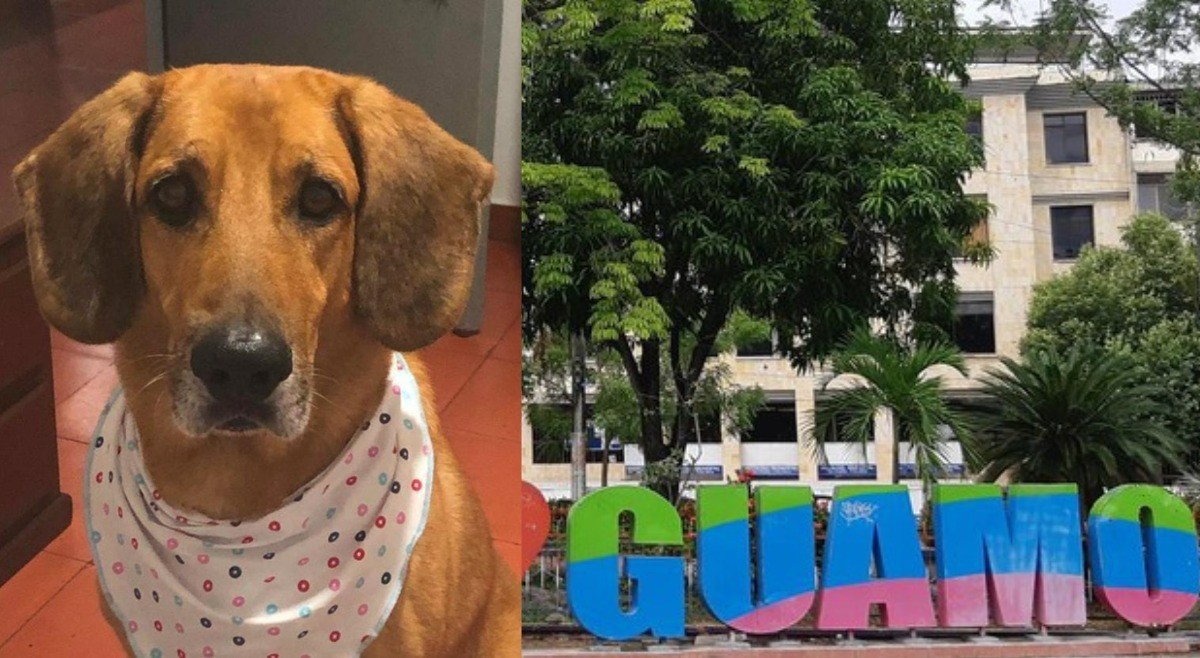 Falso veterinario fue imputado por maltrato animal en el Guamo