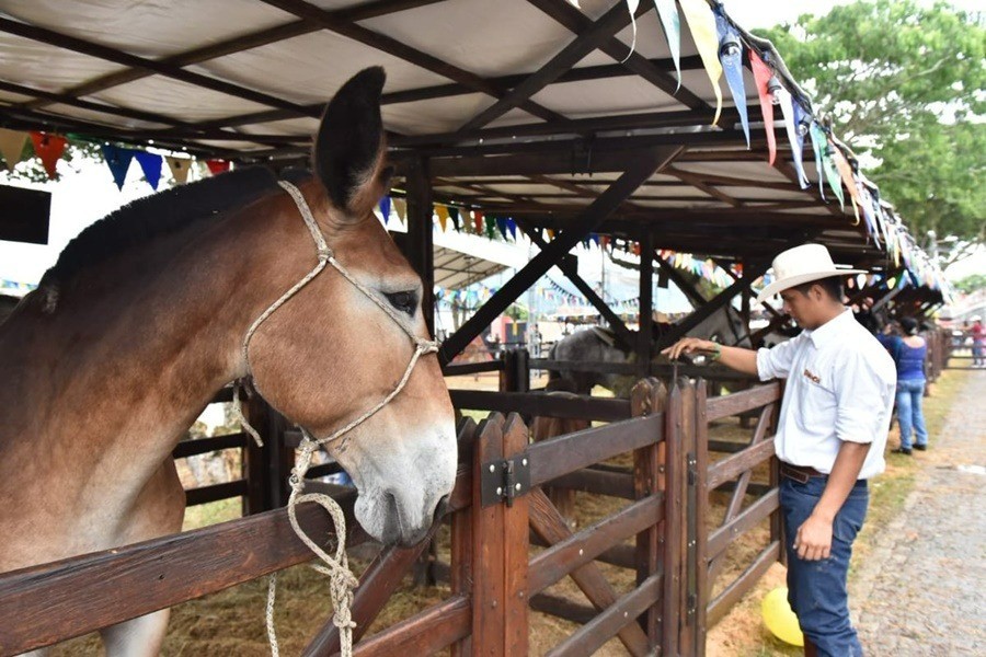 Payandé recibirá la Feria Exposición Equina Grado A