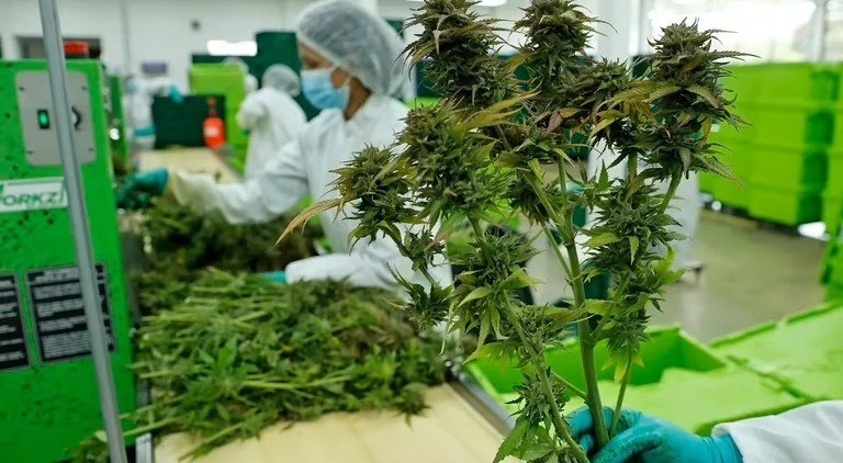 Fracasó el proyecto que buscaba regularizar la venta y consumo de marihuana en Colombia