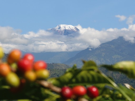Tolima, tercer productor de café en Colombia 