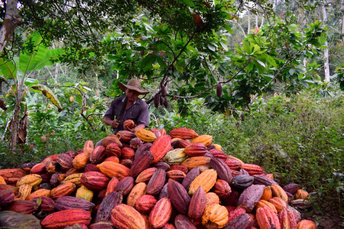 Gobierno del Tolima impulsa sector cacaotero