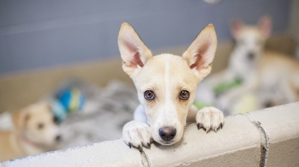 Las mascotas y la pólvora: recomendaciones para fin de año