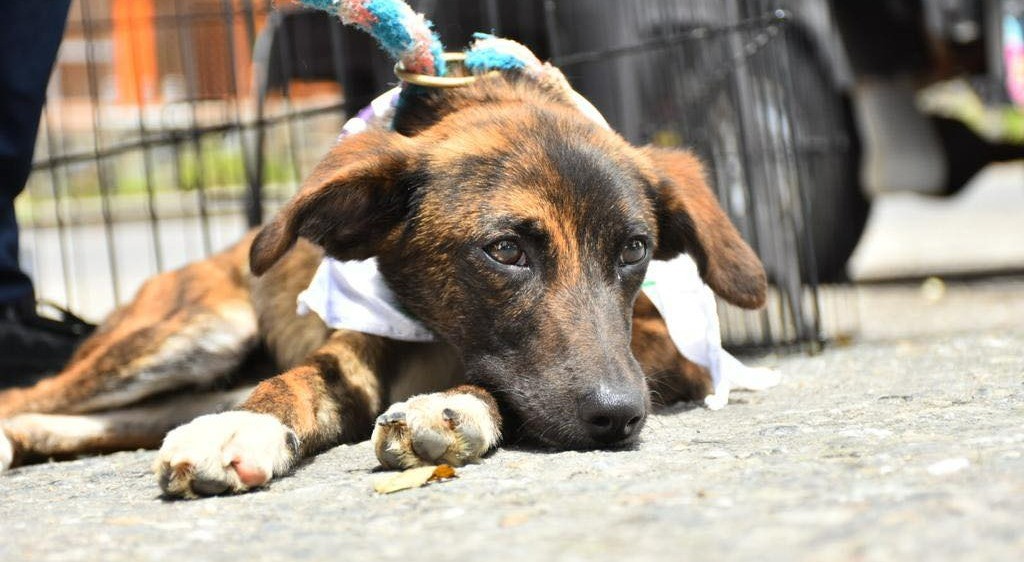 Habrá jornada gratuita de atención animal en Ibagué