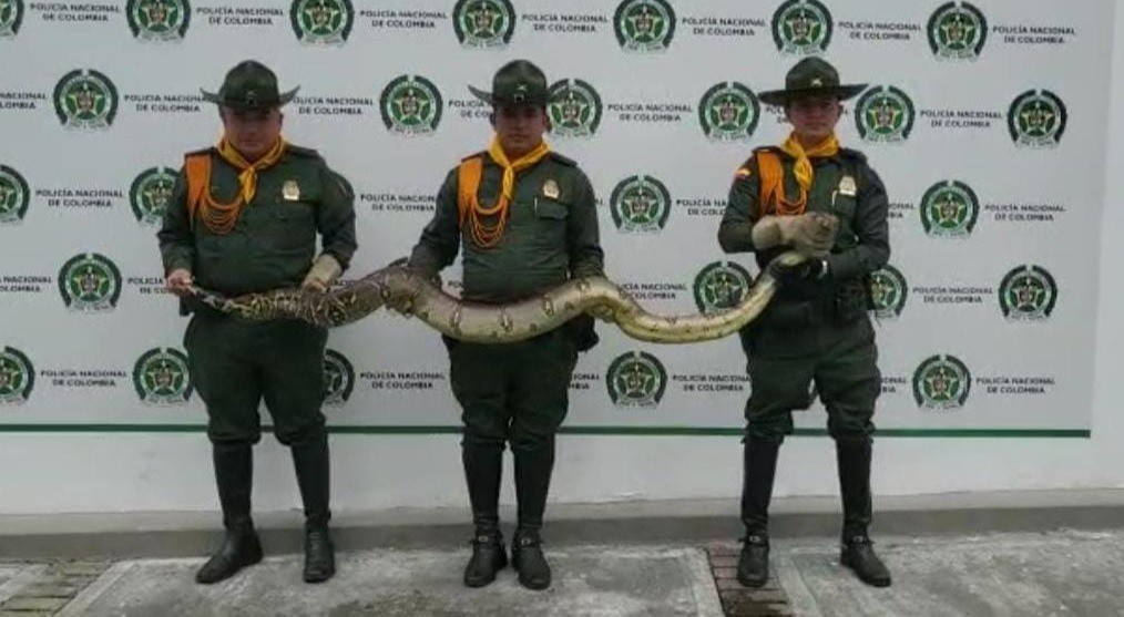 Hallan una gran boa constrictor en un parque de Ibagué