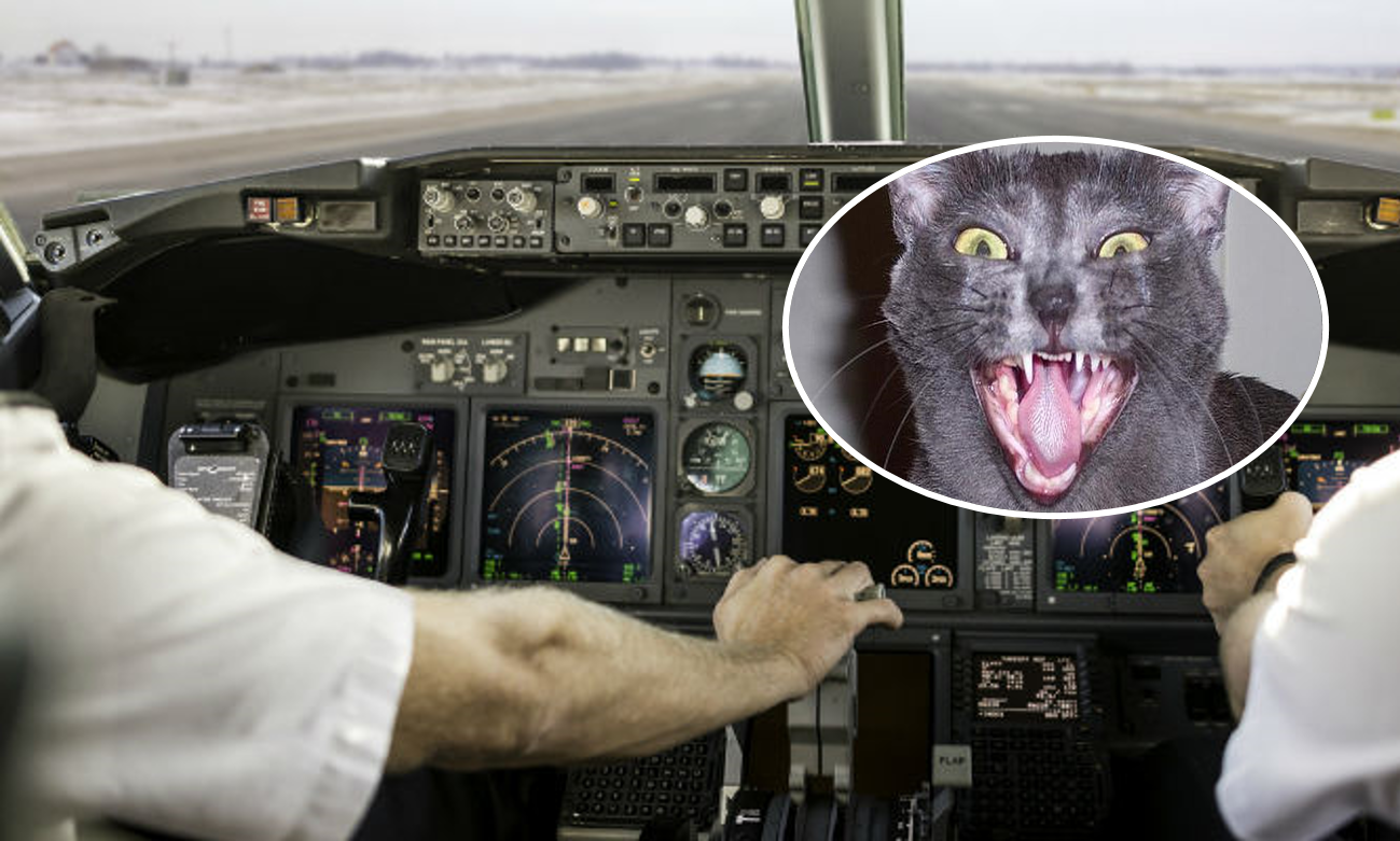 Gato ataca en pleno vuelo a capitán del avión