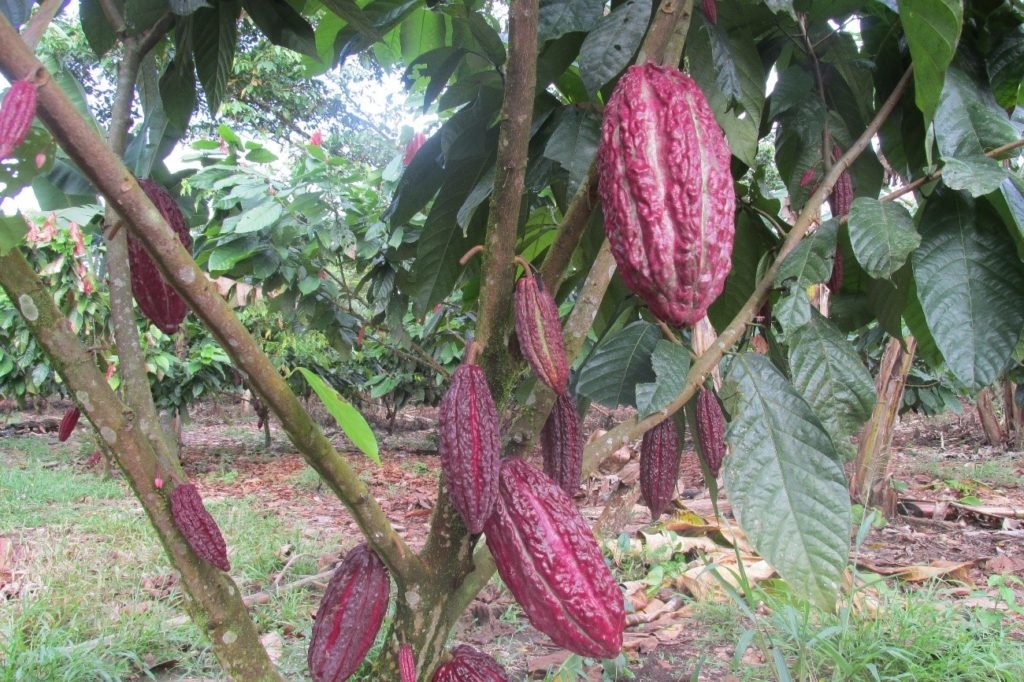 Tres municipios del Tolima seguirán ejecutando proyectos productivos en torno al cacao