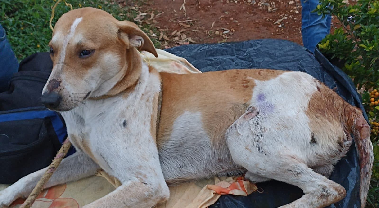 Hombre agredió salvajemente con un machete a un perro en Mariquita