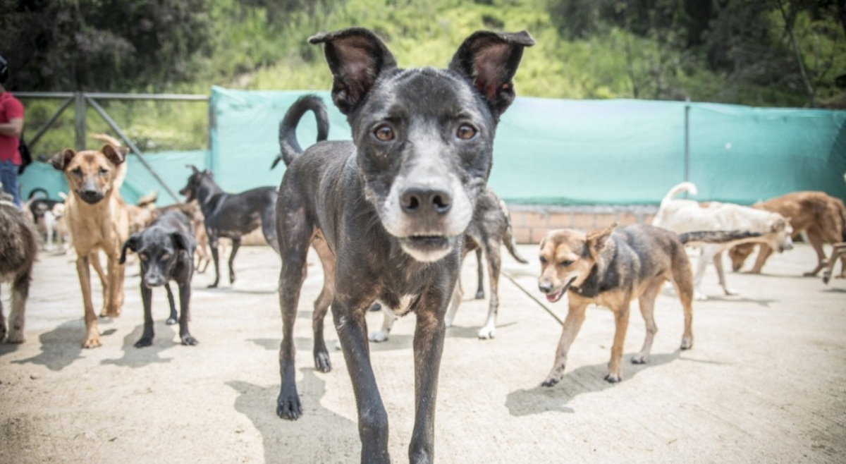 Judicializan hombre que habría envenenado a 10 perros en Ibagué