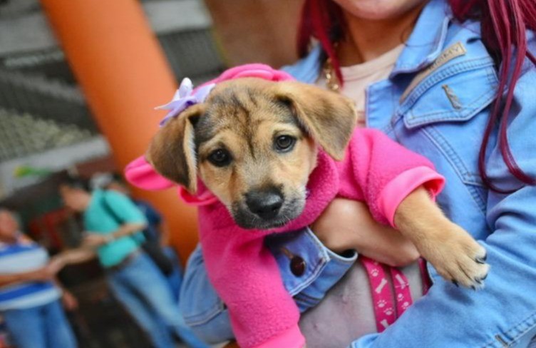 Se renueva la atención gratuita a mascotas de familias con Sisbén en el Hospital Veterinario de la UT
