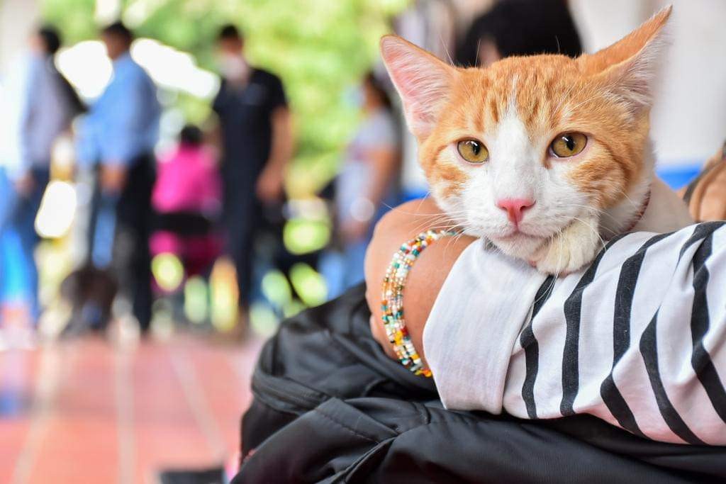 Inician las jornadas para instalar chips de identificación a mascotas de Ibagué