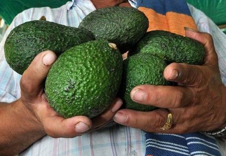 El Tolima, mayor productor de aguacate en Colombia
