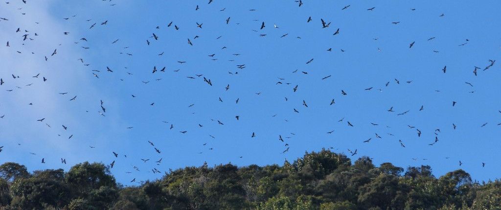 Se adelantan labores de sensibilización para proteger a las Águilas Cuaresmeras