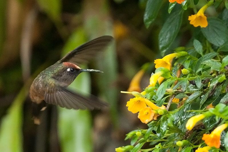 Las aves unen a Ibagué y Cataluña