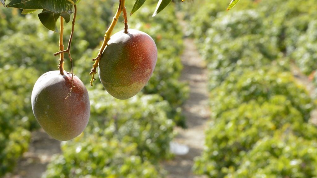 Productores de mango del Tolima tendrán su propio centro de acopio