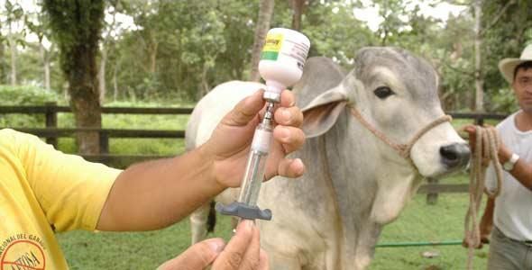Arranca también en el Tolima la jornada de vacunación contra fiebre aftosa y brucelosis bovina