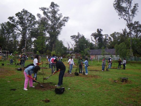 Avanza proyecto de ley para sembrar 100 millones de árboles