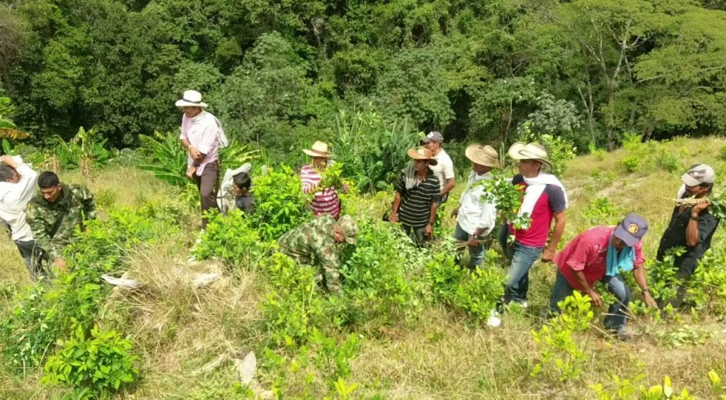 Seis hectáreas de cultivos ilícitos han sido erradicadas por la comunidad en Chaparral