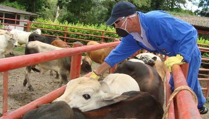 Autoridades del Tolima emprenden Plan de Choque para evitar llegada de Fiebre Aftosa
