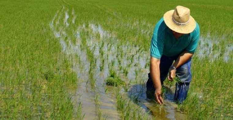 Baja el cobro de utilización de aguas para arroceros en el Tolima
