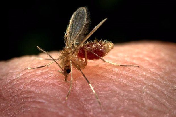 Confirmados cuatro casos de leishmaniasis en Ibagué: Secretaría de Salud
